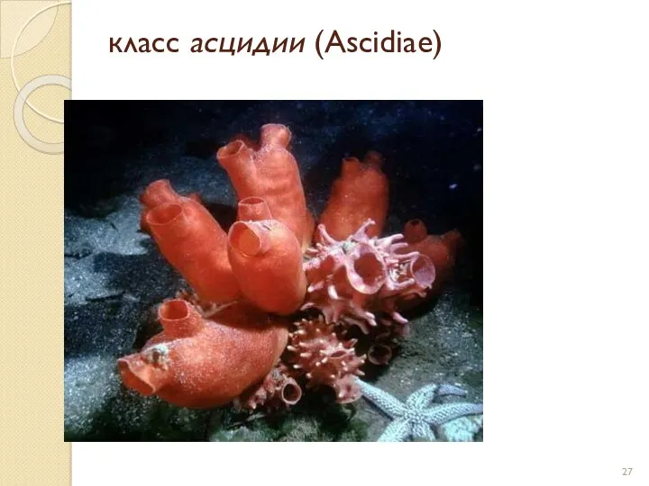 класс асцидии (Ascidiae)