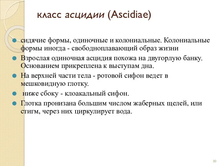 класс асцидии (Ascidiae) сидячие формы, одиночные и колониальные. Колониальные формы