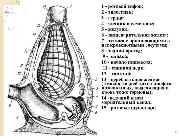 1 - ротовой сифон; 2 - эндостиль; 3 - сердце;