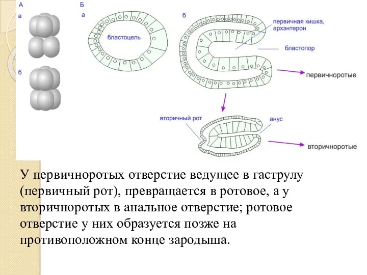 У первичноротых отверстие ведущее в гаструлу (первичный рот), превращается в