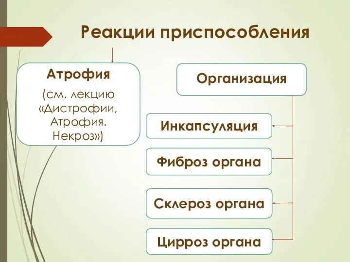 Реакции приспособления Атрофия (см. лекцию «Дистрофии, Атрофия. Некроз») Организация Инкапсуляция Фиброз органа Склероз органа Цирроз органа