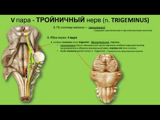 V пара - ТРОЙНИЧНЫЙ нерв (n. TRIGEMINUS) 2. По составу