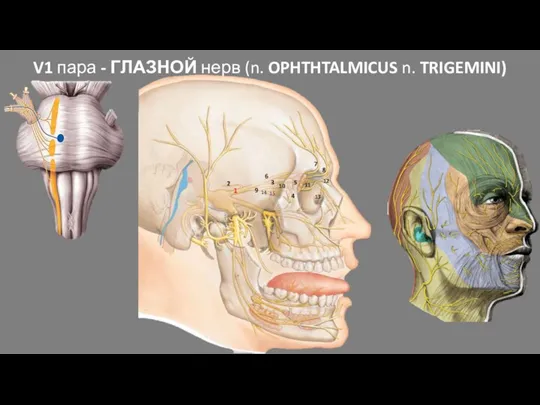 V1 пара - ГЛАЗНОЙ нерв (n. OPHTHTALMICUS n. TRIGEMINI) 1