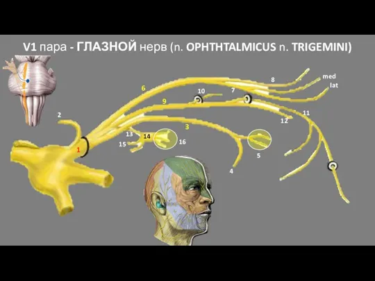 V1 пара - ГЛАЗНОЙ нерв (n. OPHTHTALMICUS n. TRIGEMINI) 2