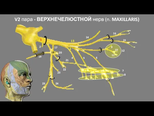 V2 пара - ВЕРХНЕЧЕЛЮСТНОЙ нерв (n. MAXILLARIS) 1 2 3