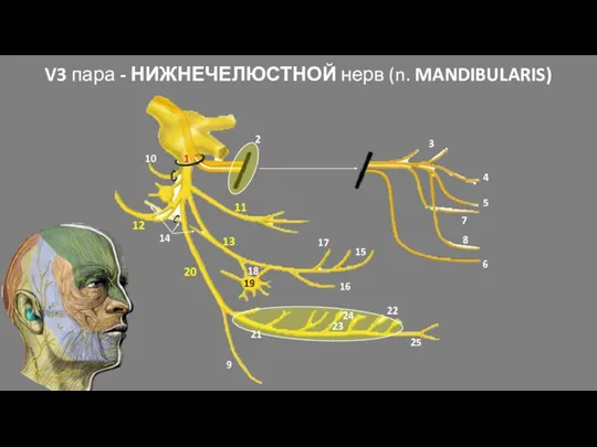 V3 пара - НИЖНЕЧЕЛЮСТНОЙ нерв (n. MANDIBULARIS) 1 2 3