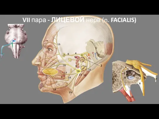 VII пара - ЛИЦЕВОЙ нерв (n. FACIALIS) 1 2 3