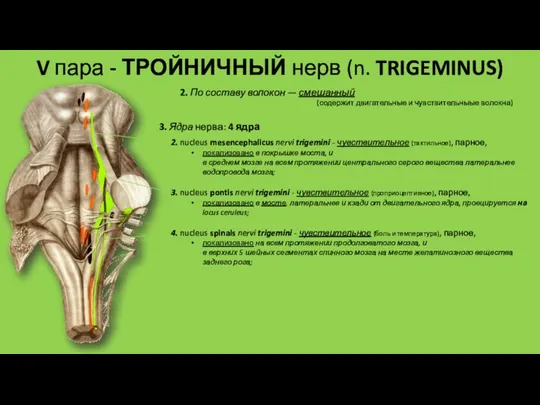 V пара - ТРОЙНИЧНЫЙ нерв (n. TRIGEMINUS) 2. По составу