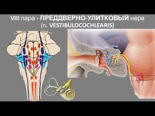 VIII пара - ПРЕДДВЕРНО-УЛИТКОВЫЙ нерв (n. VESTIBULOCOCHLEARIS)