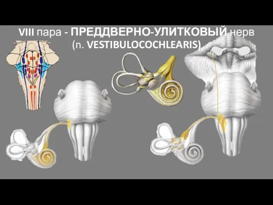 VIII пара - ПРЕДДВЕРНО-УЛИТКОВЫЙ нерв (n. VESTIBULOCOCHLEARIS)