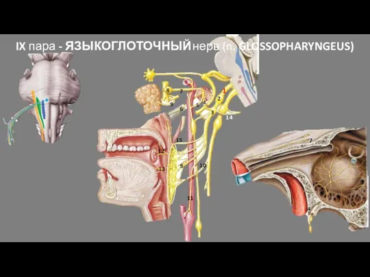IX пара - ЯЗЫКОГЛОТОЧНЫЙ нерв (n. GLOSSOPHARYNGEUS) 1 2 3