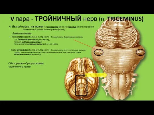 Radix sensoria (portio major n. Trigemini) = Совокупность чувствительных волокон,