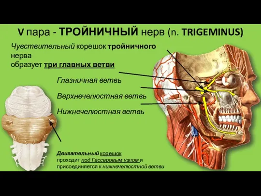 Чувствительный корешок тройничного нерва образует три главных ветви Глазничная ветвь