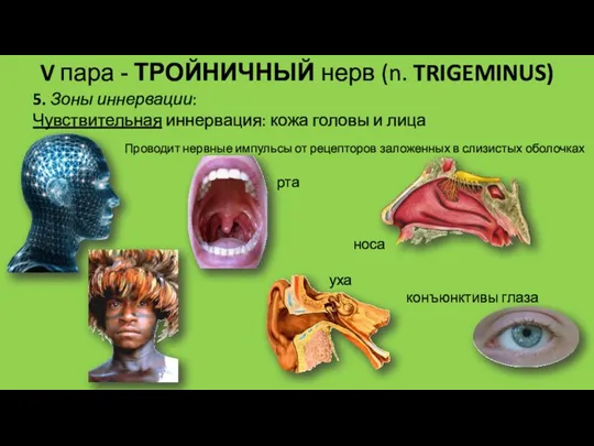 5. Зоны иннервации: Чувствительная иннервация: кожа головы и лица V