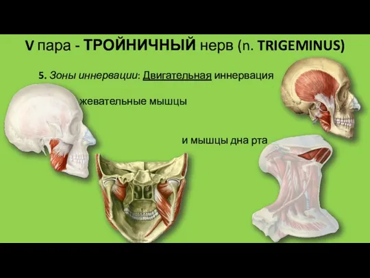 5. Зоны иннервации: Двигательная иннервация жевательные мышцы и мышцы дна