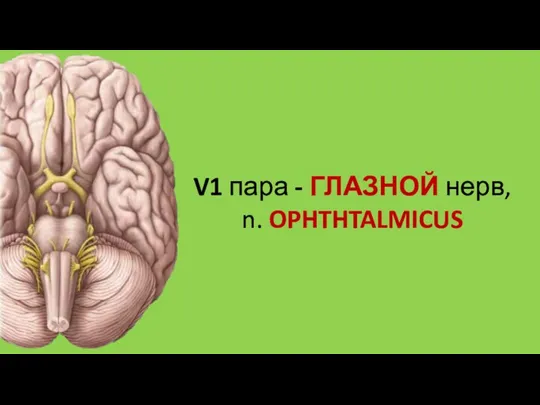 V1 пара - ГЛАЗНОЙ нерв, n. OPHTHTALMICUS