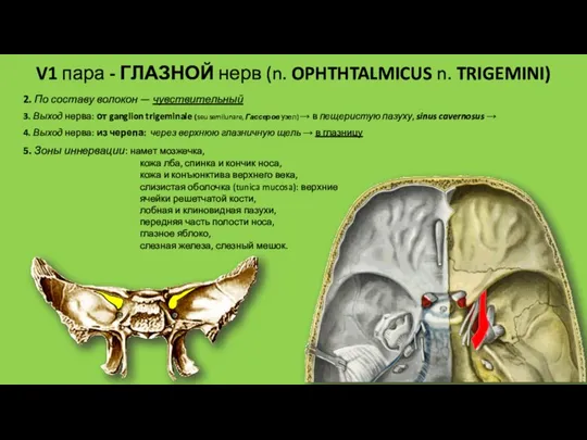 V1 пара - ГЛАЗНОЙ нерв (n. OPHTHTALMICUS n. TRIGEMINI) 2.