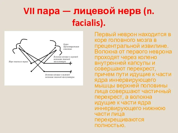 VII пара — лицевой нерв (n. facialis). Первый неврон находится в коре головного