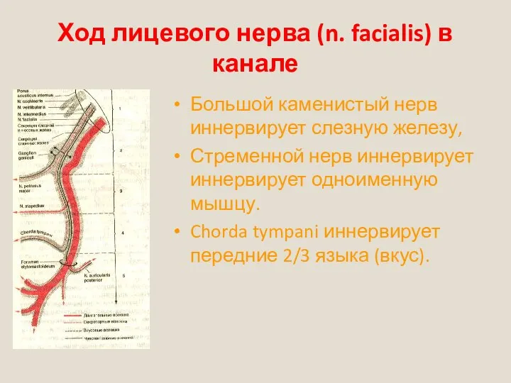 Ход лицевого нерва (n. facialis) в канале Большой каменистый нерв иннервирует слезную железу,