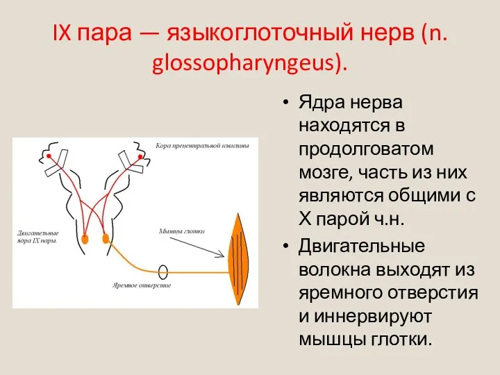 IX пара — языкоглоточный нерв (n. glossopharyngeus). Ядра нерва находятся в продолговатом мозге,