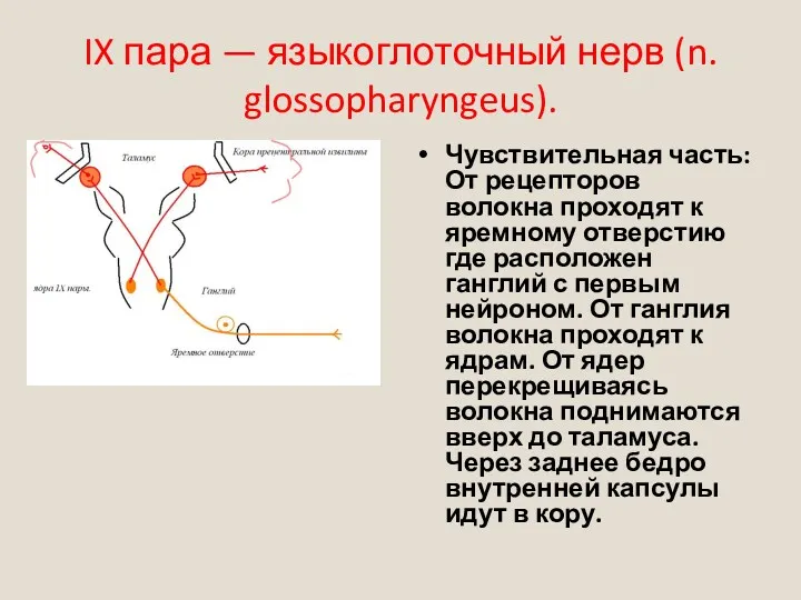 IX пара — языкоглоточный нерв (n. glossopharyngeus). Чувствительная часть: От