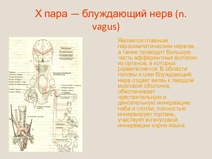 Х пара — блуждающий нерв (n. vagus) Является главным парасимпатическим нервом, а также