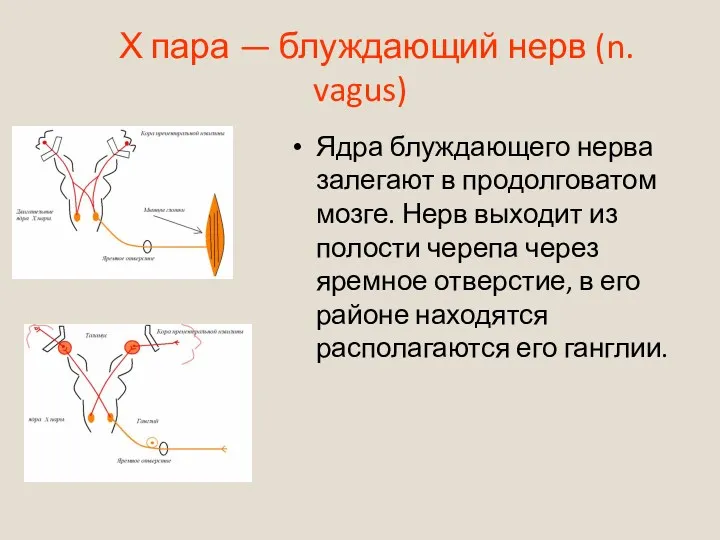 Х пара — блуждающий нерв (n. vagus) Ядра блуждающего нерва залегают в продолговатом