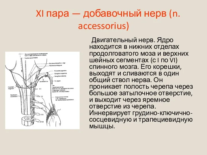 XI пара — добавочный нерв (n. accessorius) Двигательный нерв. Ядро находится в нижних