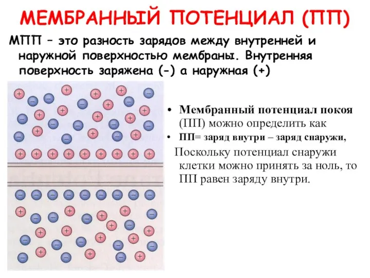 МЕМБРАННЫЙ ПОТЕНЦИАЛ (ПП) МПП – это разность зарядов между внутренней