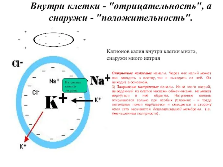 Внутри клетки - "отрицательность", а снаружи - "положительность". Катионов калия