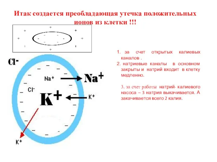 за счет открытых калиевых каналов . натриевые каналы в основном