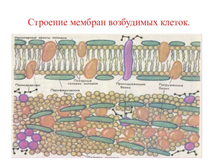 Строение мембран возбудимых клеток.