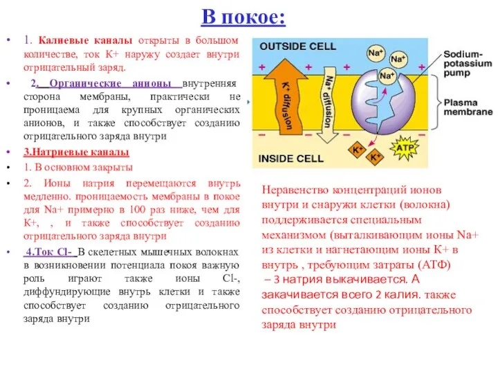 1. Калиевые каналы открыты в большом количестве, ток К+ наружу