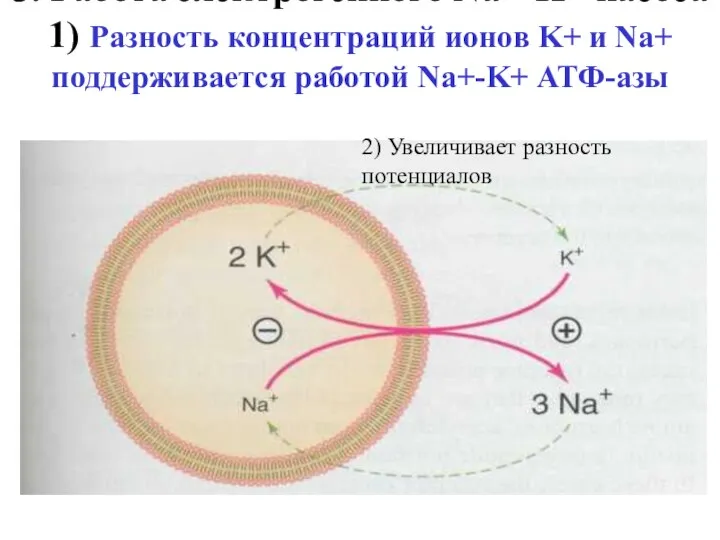 3. Работа электрогенного Na+-K+ насоса 1) Разность концентраций ионов K+