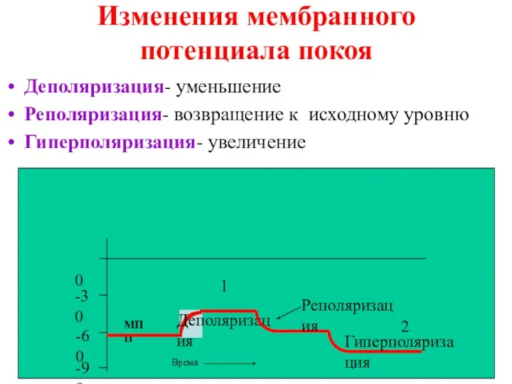 Изменения мембранного потенциала покоя Деполяризация- уменьшение Реполяризация- возвращение к исходному