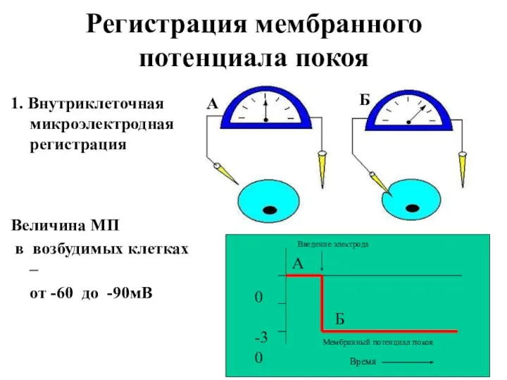 Регистрация мембранного потенциала покоя 1. Внутриклеточная микроэлектродная регистрация Величина МП