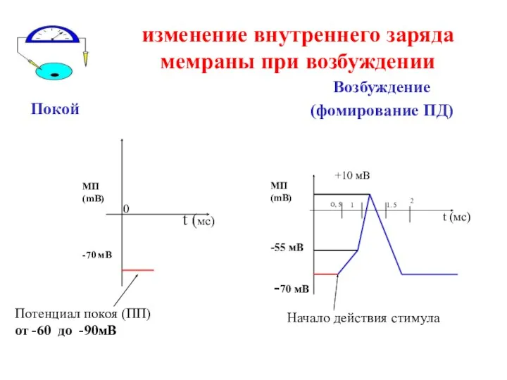 изменение внутреннего заряда мемраны при возбуждении Покой Возбуждение (фомирование ПД)