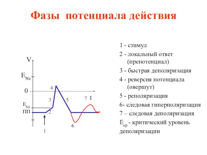 Фазы потенциала действия ENa 0 ПП 2 1 3 4