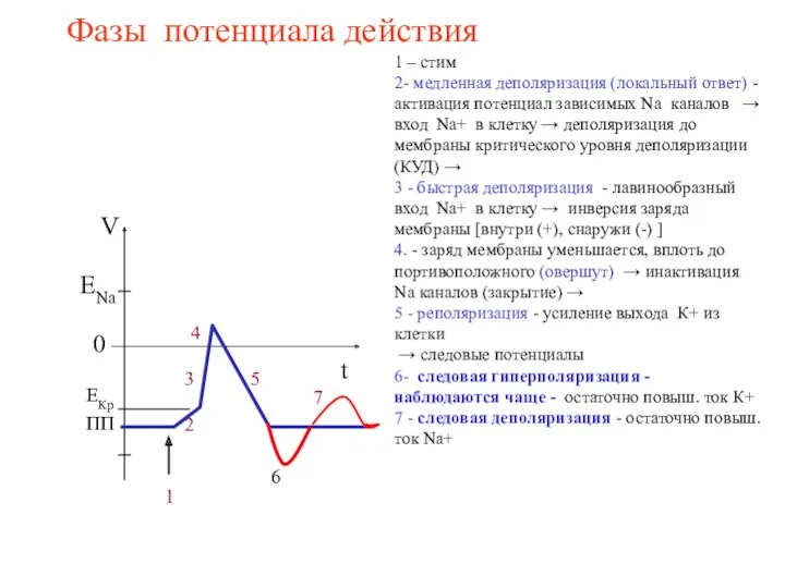 Фазы потенциала действия ENa 0 ПП 2 1 3 4