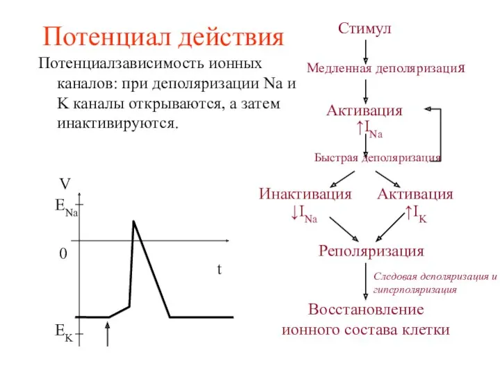 Потенциал действия Стимул Медленная деполяризация ↑INa Потенциалзависимость ионных каналов: при