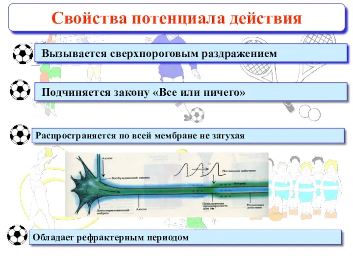 Свойства потенциала действия Вызывается сверхпороговым раздражением Подчиняется закону «Все или