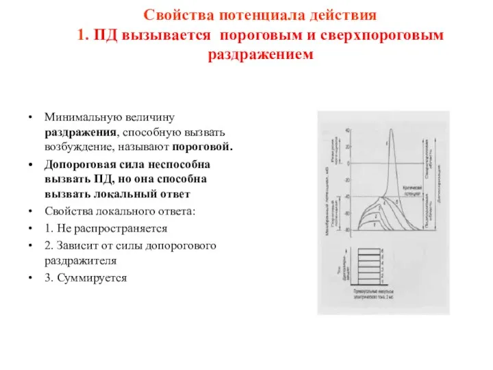 Свойства потенциала действия 1. ПД вызывается пороговым и сверхпороговым раздражением