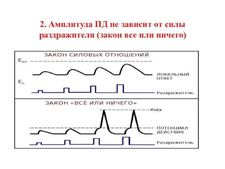 2. Амплитуда ПД не зависит от силы раздражителя (закон все или ничего)