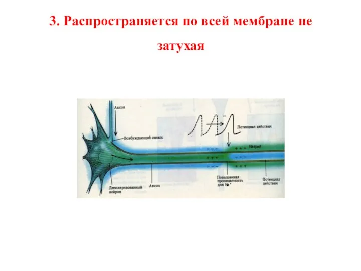 3. Распространяется по всей мембране не затухая