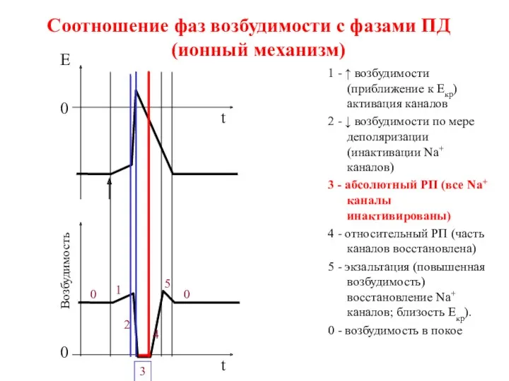 0 t Возбудимость 1 - ↑ возбудимости (приближение к Екр)