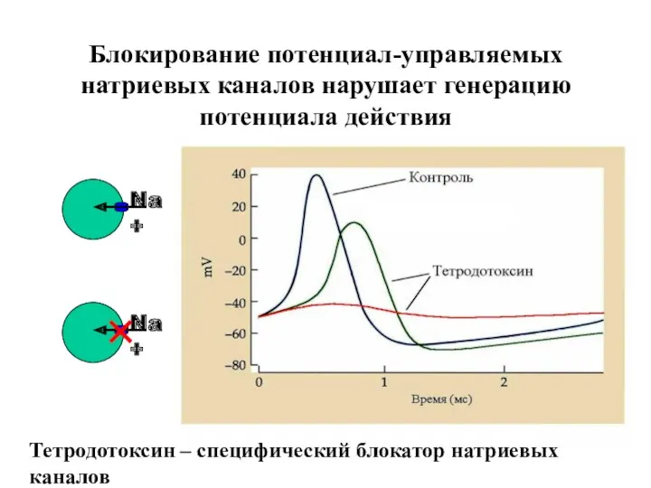 Блокирование потенциал-управляемых натриевых каналов нарушает генерацию потенциала действия Тетродотоксин – специфический блокатор натриевых каналов