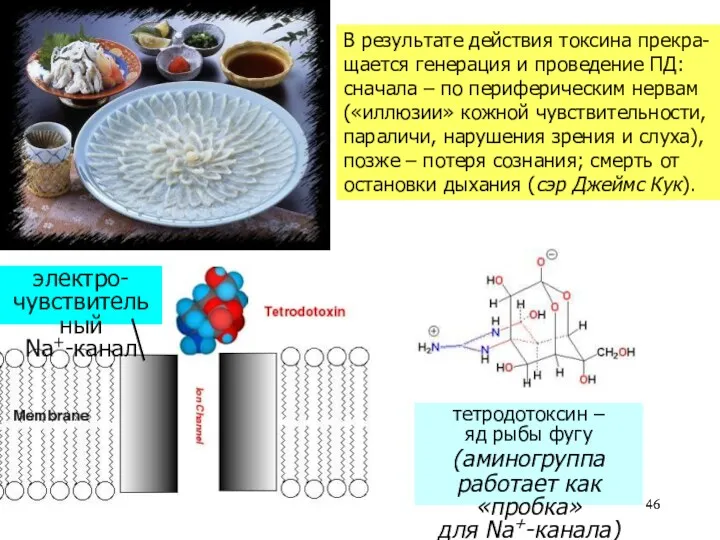 тетродотоксин – яд рыбы фугу (аминогруппа работает как «пробка» для