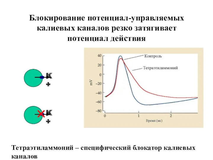 Блокирование потенциал-управляемых калиевых каналов резко затягивает потенциал действия Тетраэтиламмоний – специфический блокатор калиевых каналов