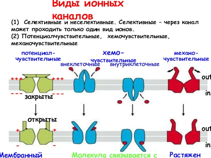 Виды ионных каналов (1) Селективные и неселективные. Селективные – через