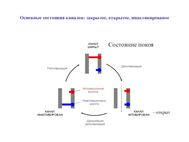 Основные состояния каналов: закрытое, открытое, инактивированое - открыт Состояние покоя